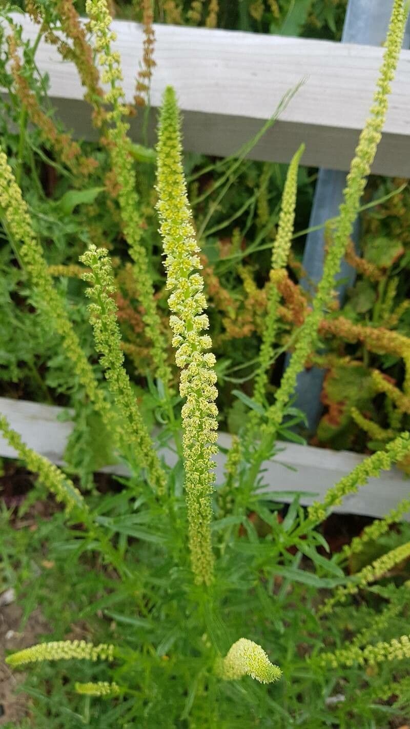 Reseda luteola