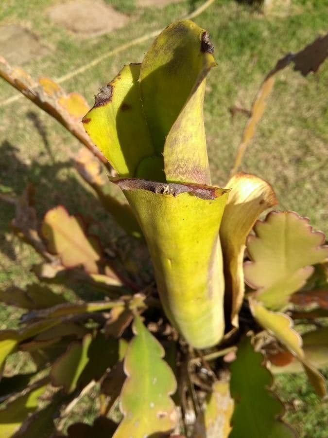 Brocchinia reducta