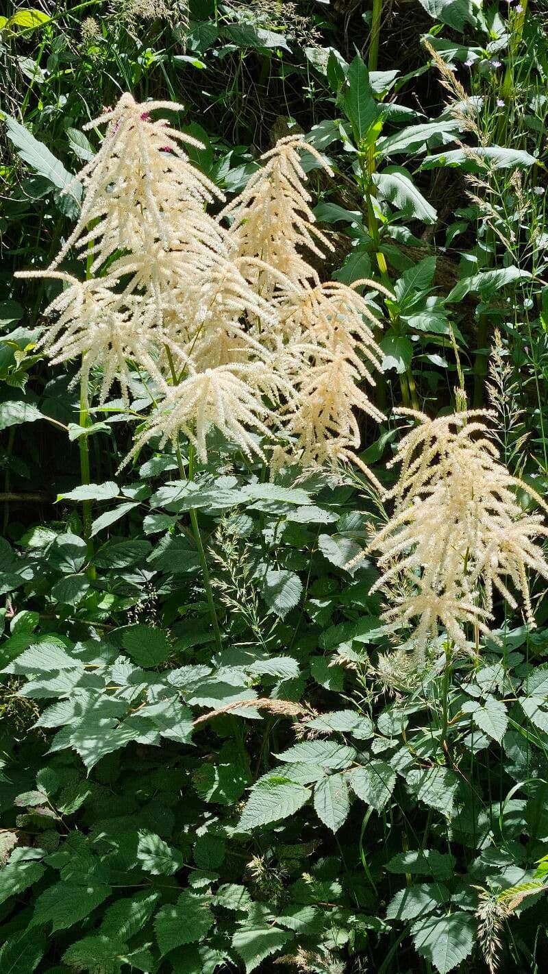 Aruncus dioicus