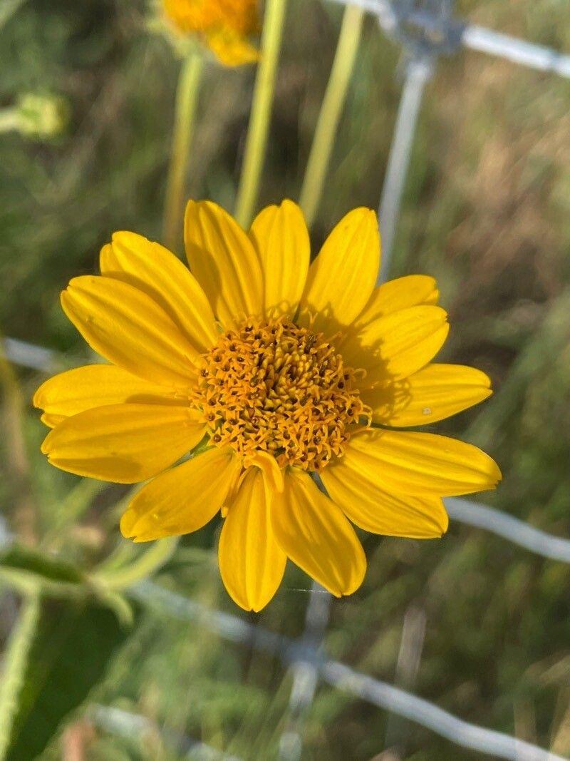 Wyethia angustifolia