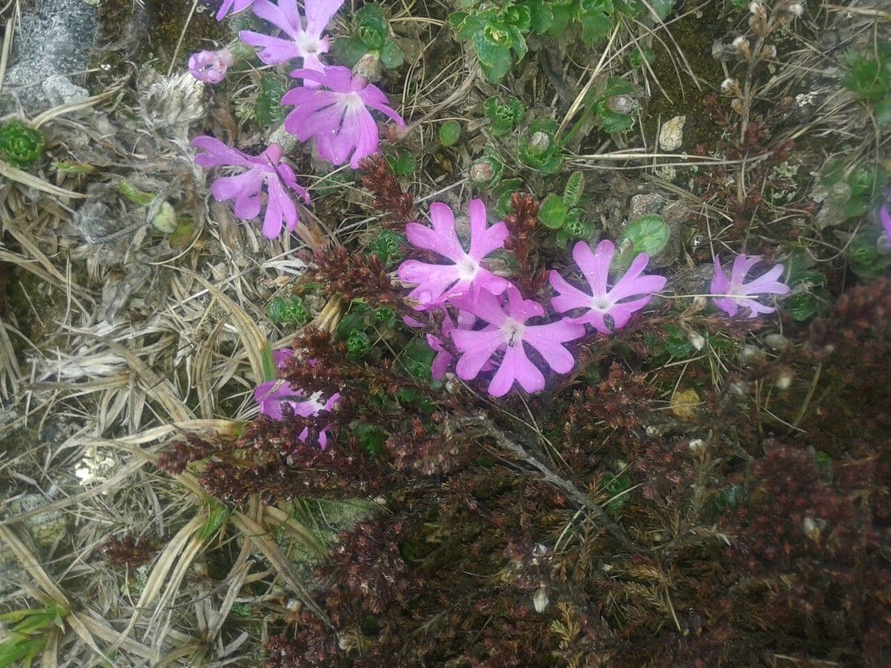 Primula minima