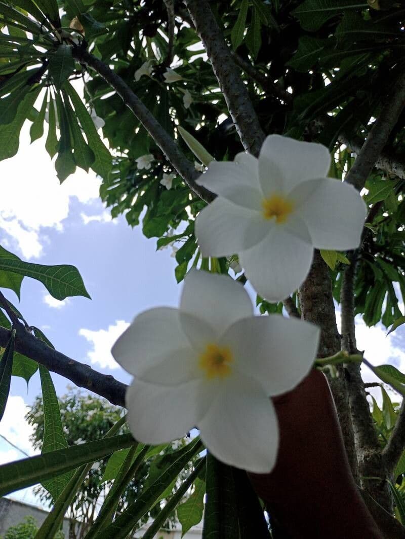 Plumeria pudica