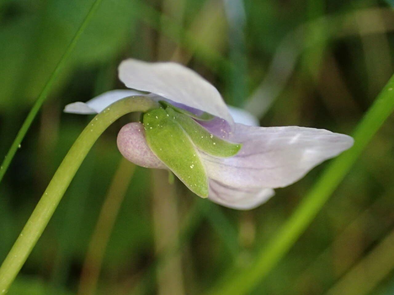 Viola palustris