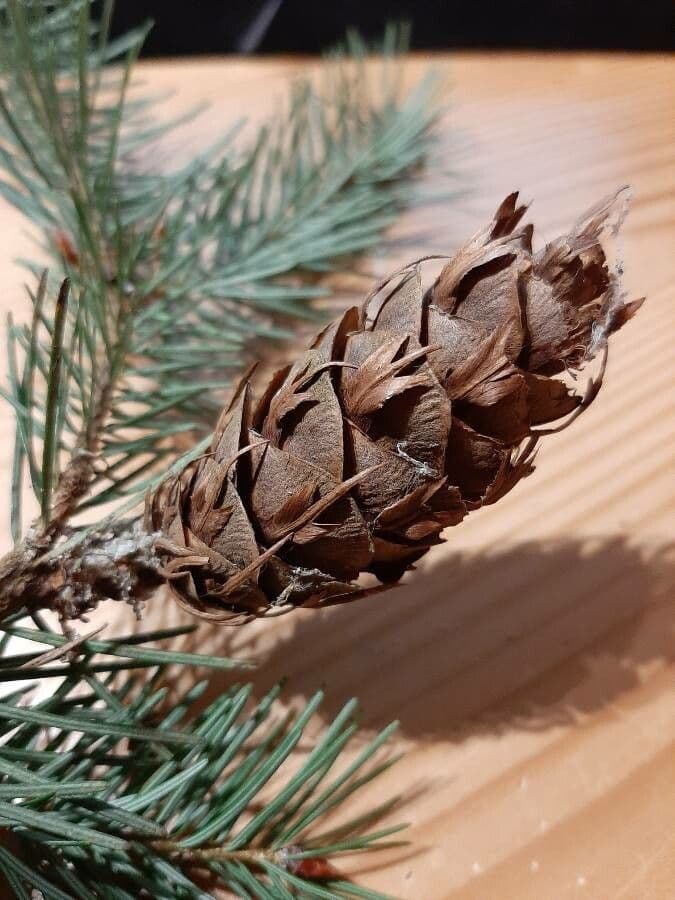 Pseudotsuga menziesii