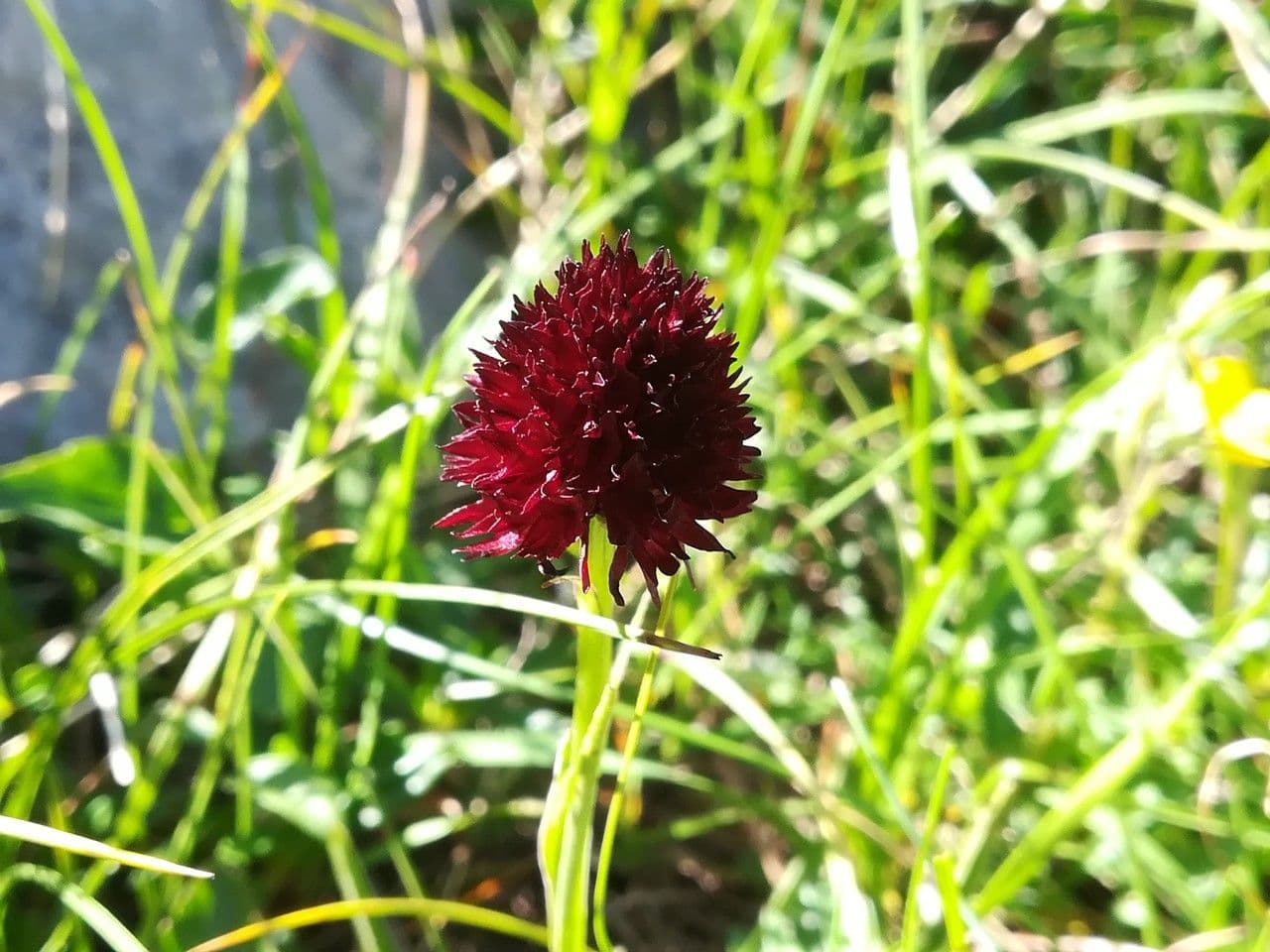 Gymnadenia nigra