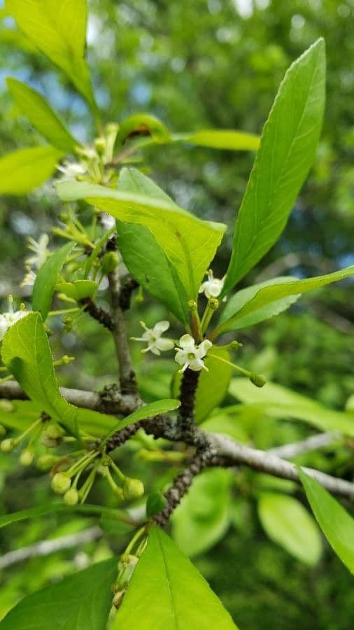 Ilex decidua