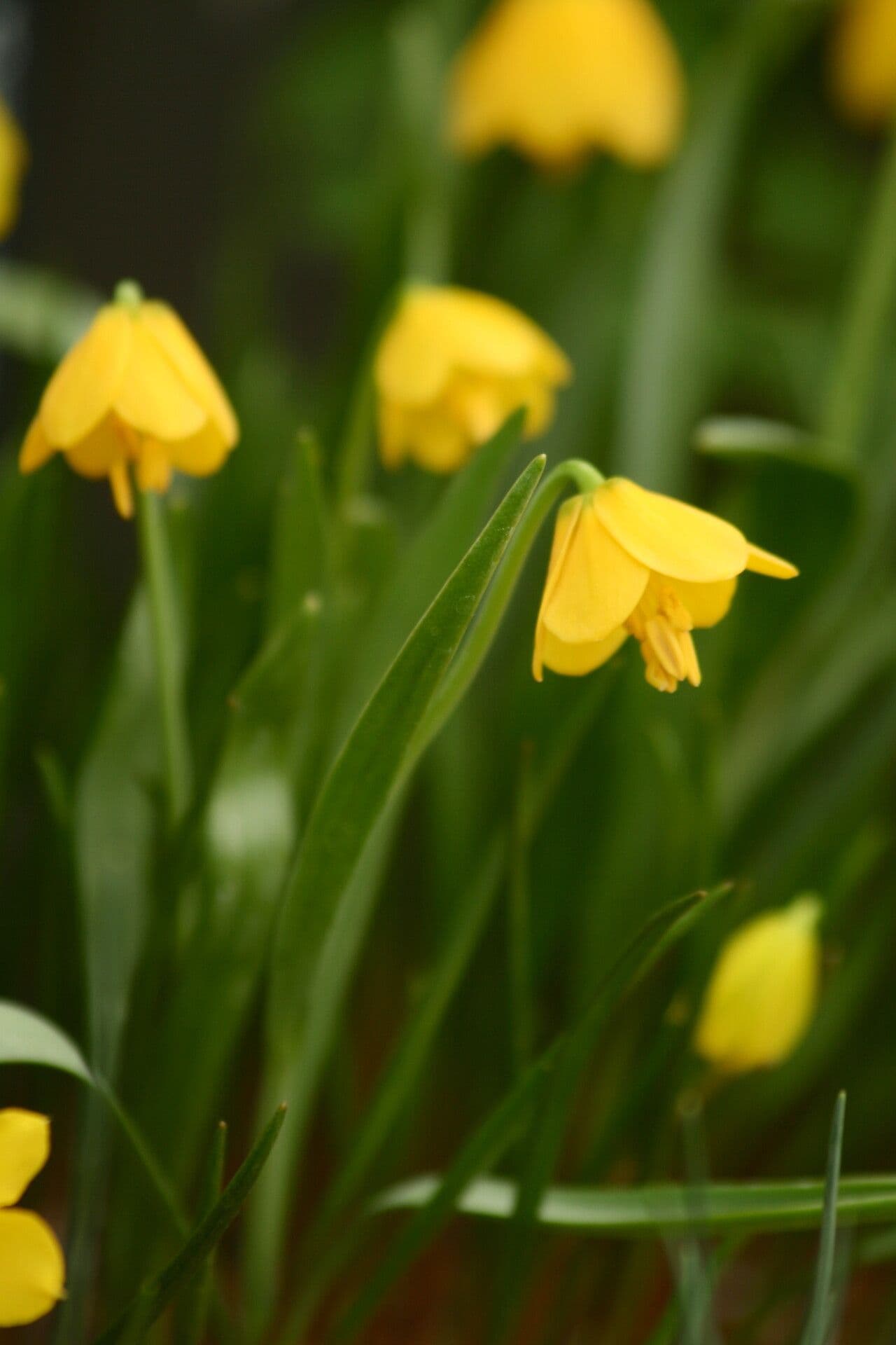 Fritillaria pudica