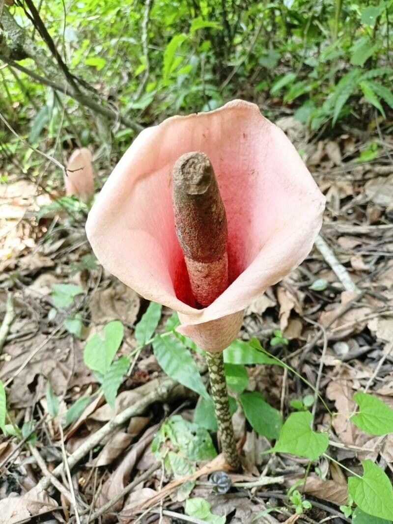 Amorphophallus bulbifer