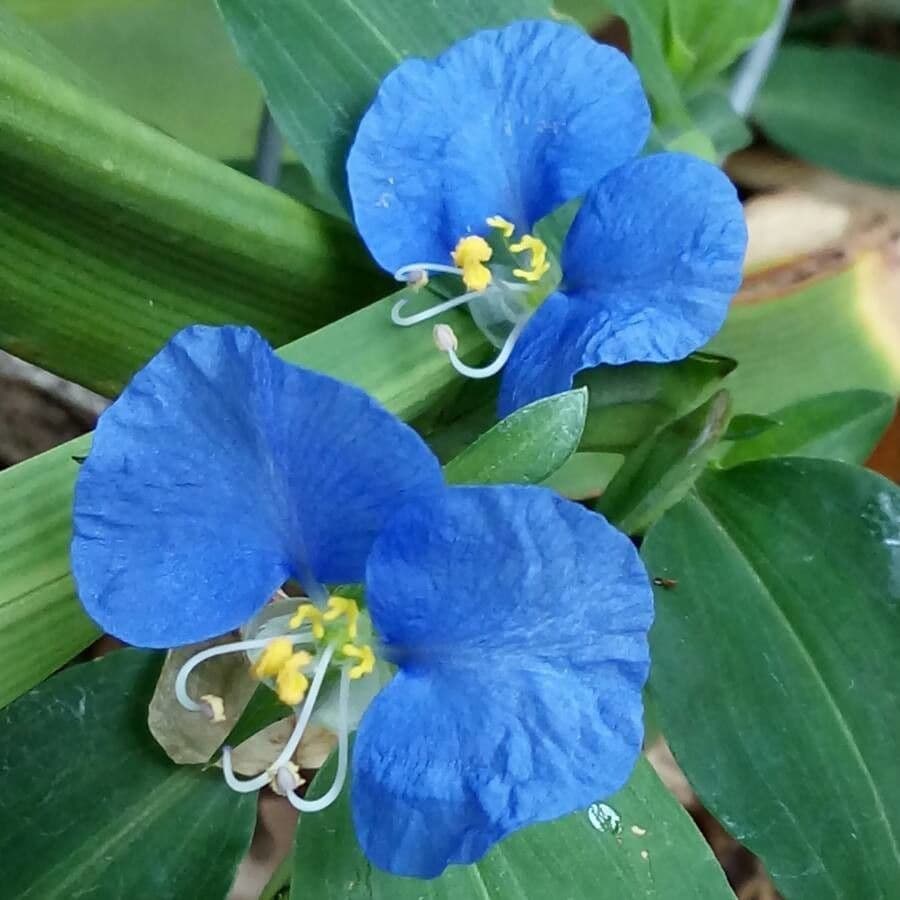 Commelina erecta