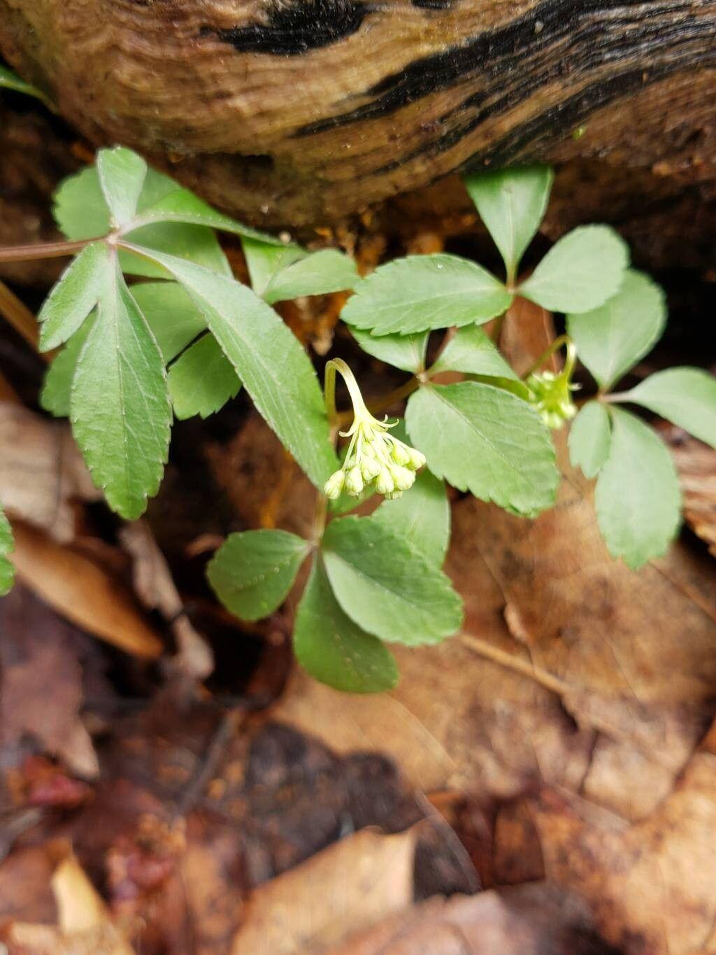 Panax trifolius