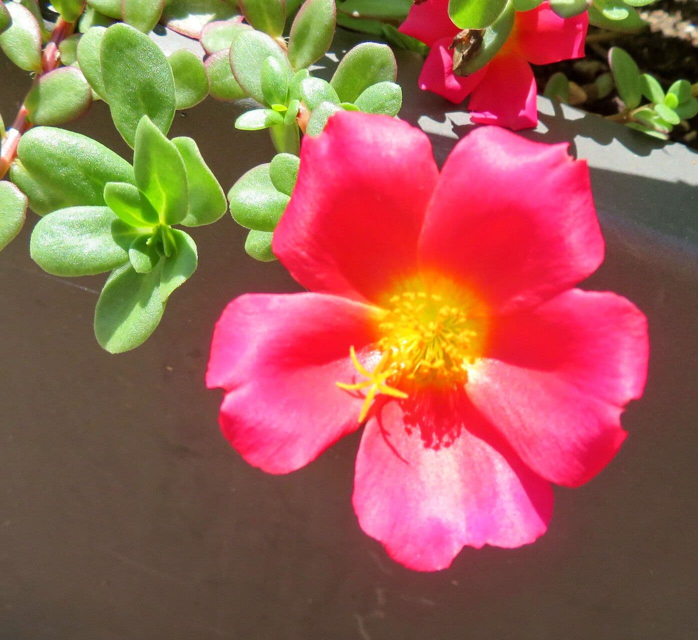 Portulaca umbraticola