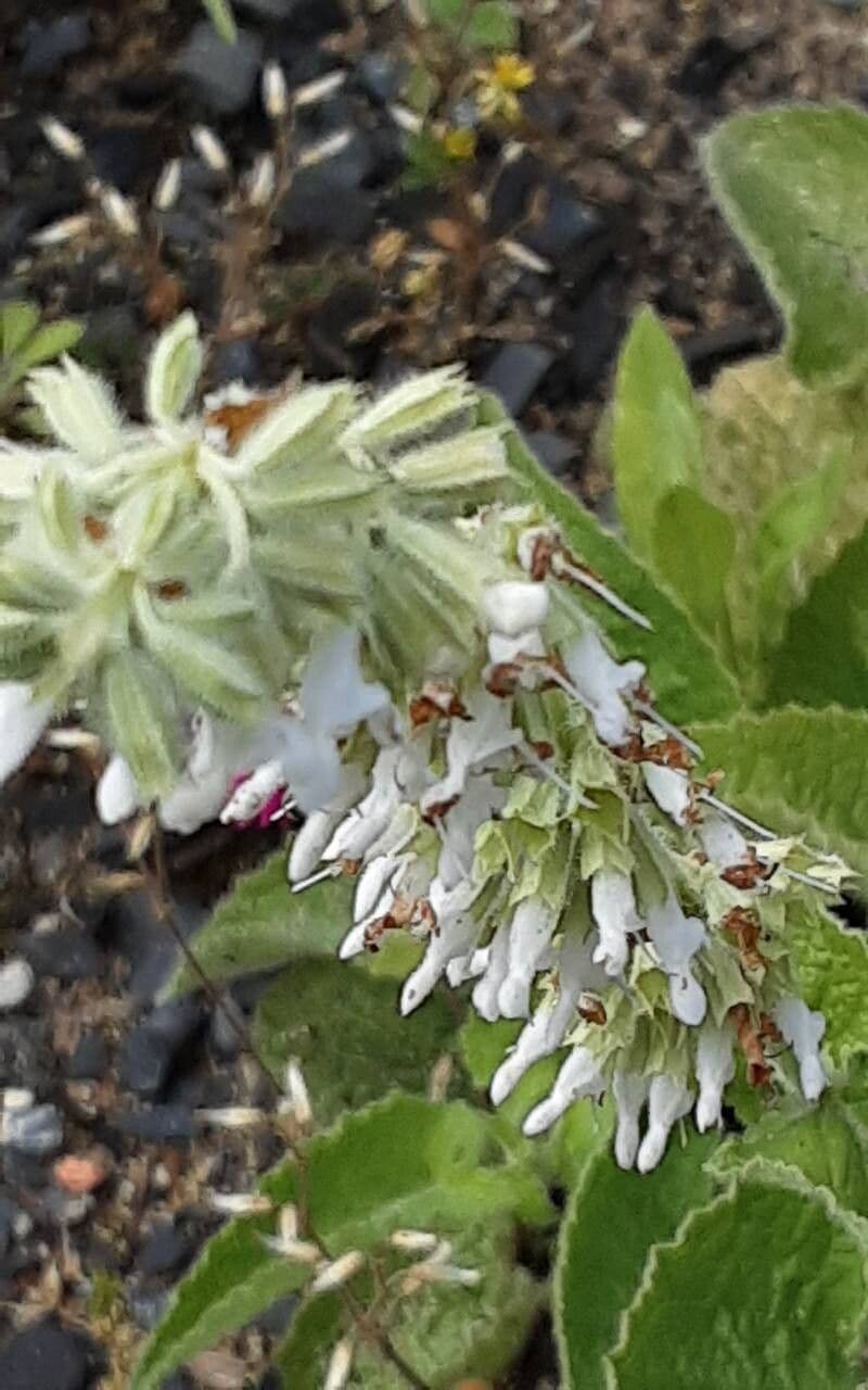 Salvia verticillata