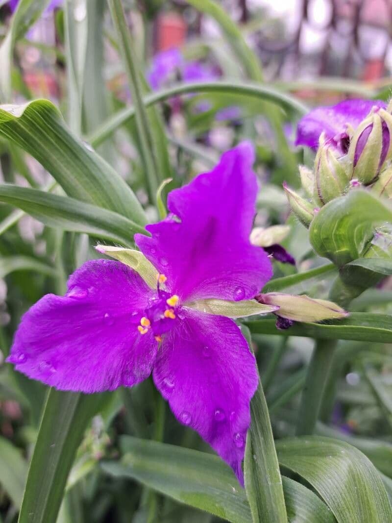 Tradescantia virginiana