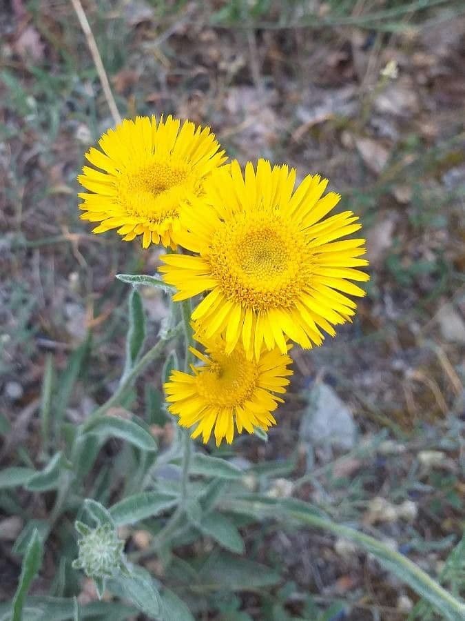 Pentanema montanum