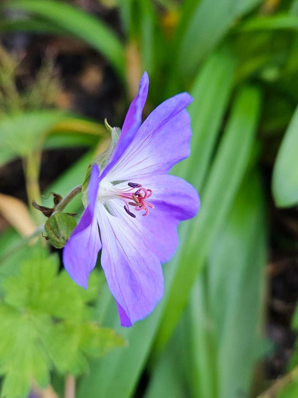 Geranium platypetalum