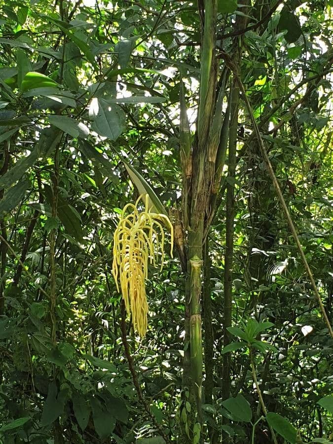 Chamaedorea costaricana