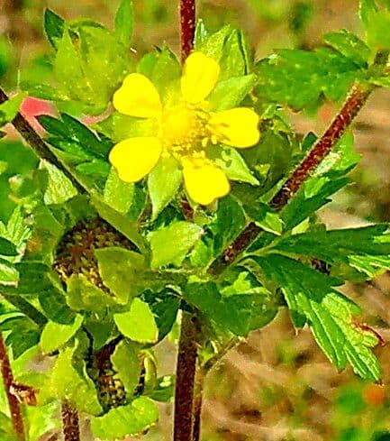 Potentilla norvegica