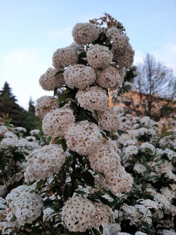 Spiraea cantoniensis