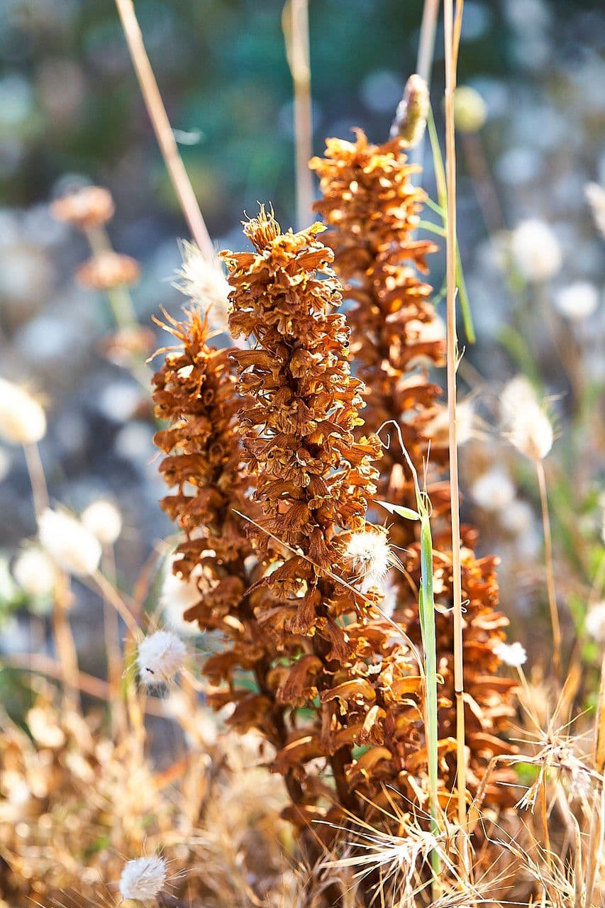 Conopholis alpina