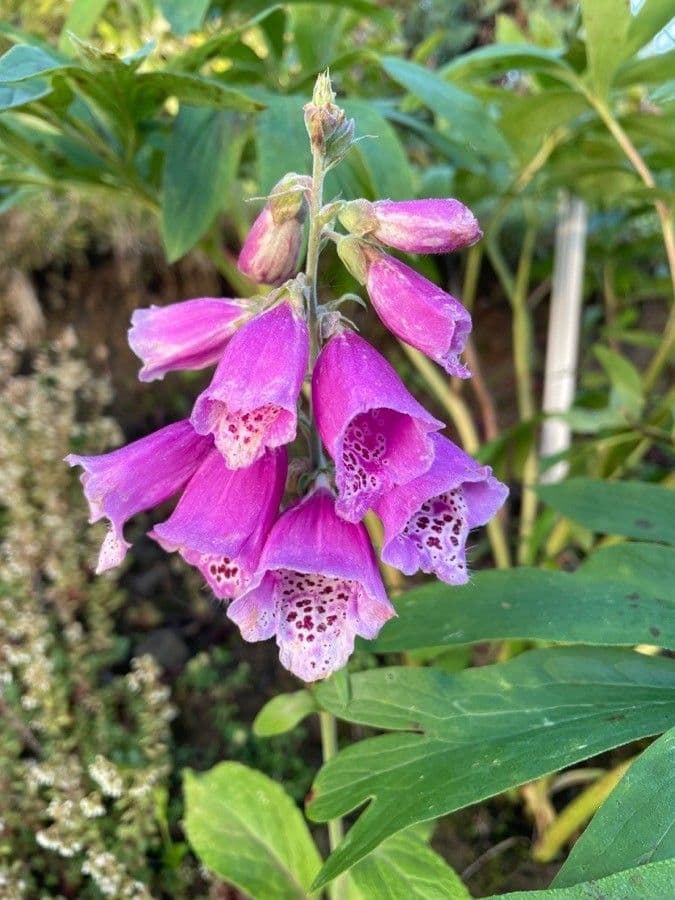 Digitalis purpurea