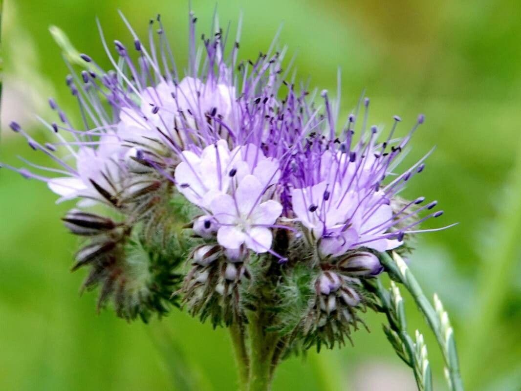 Phacelia congesta