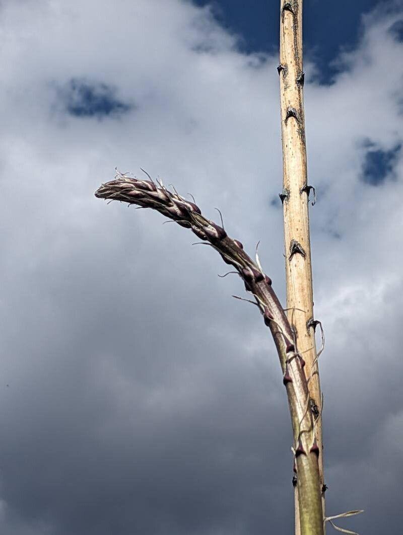 Yucca elata