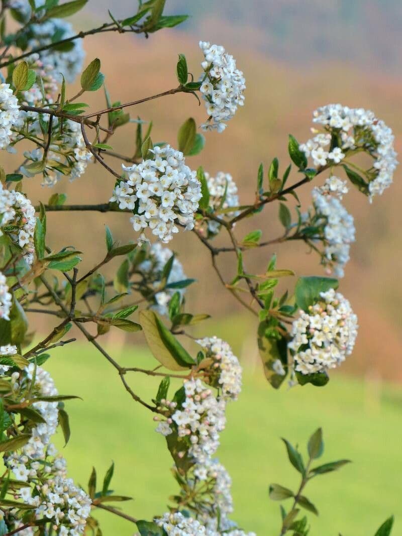 Viburnum carlesii