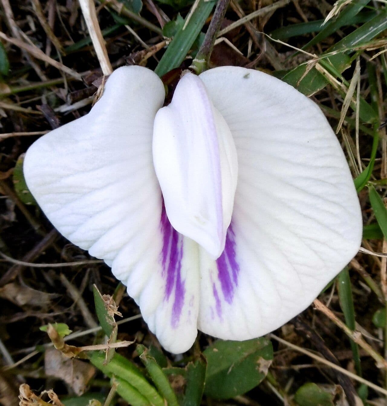 Clitoria ternatea