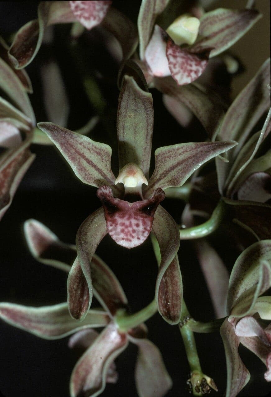 Cymbidium devonianum