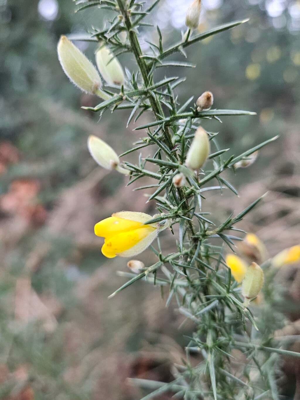 Ulex minor