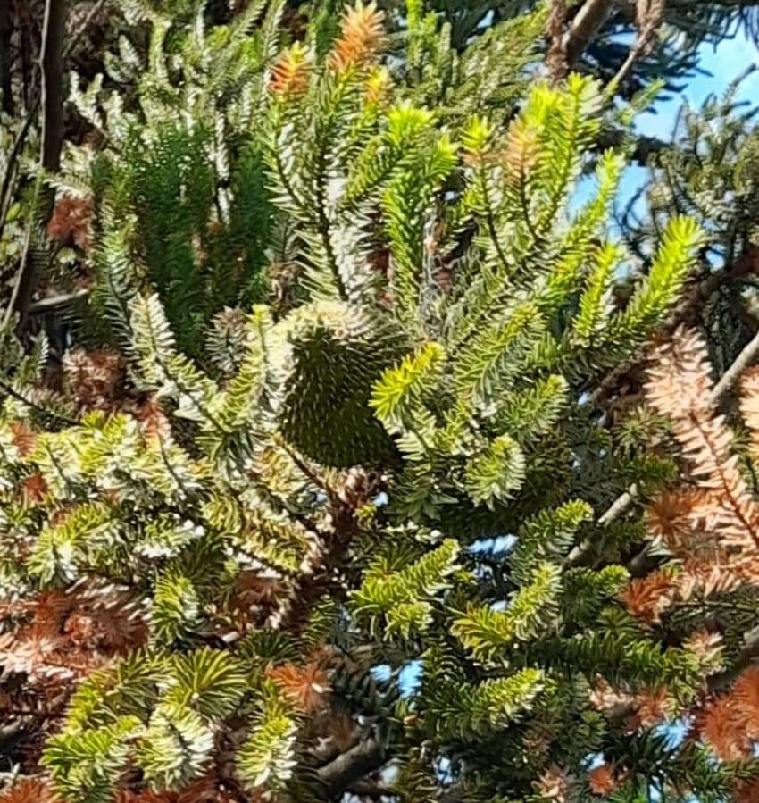 Araucaria angustifolia