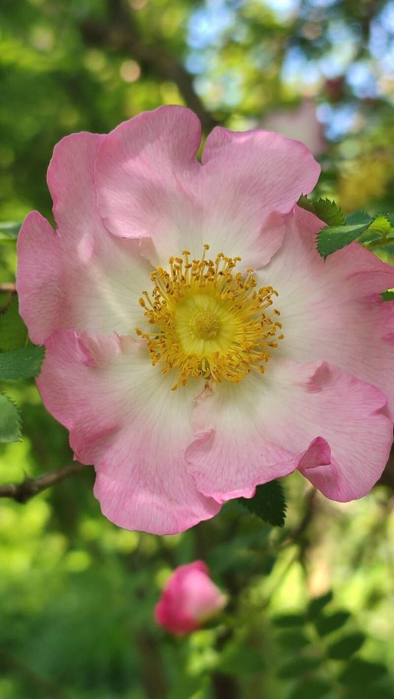 Rosa roxburghii