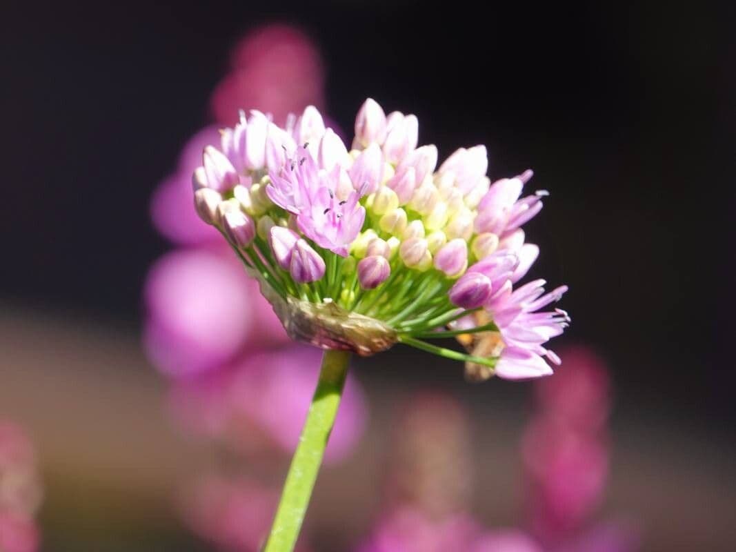 Allium angulosum