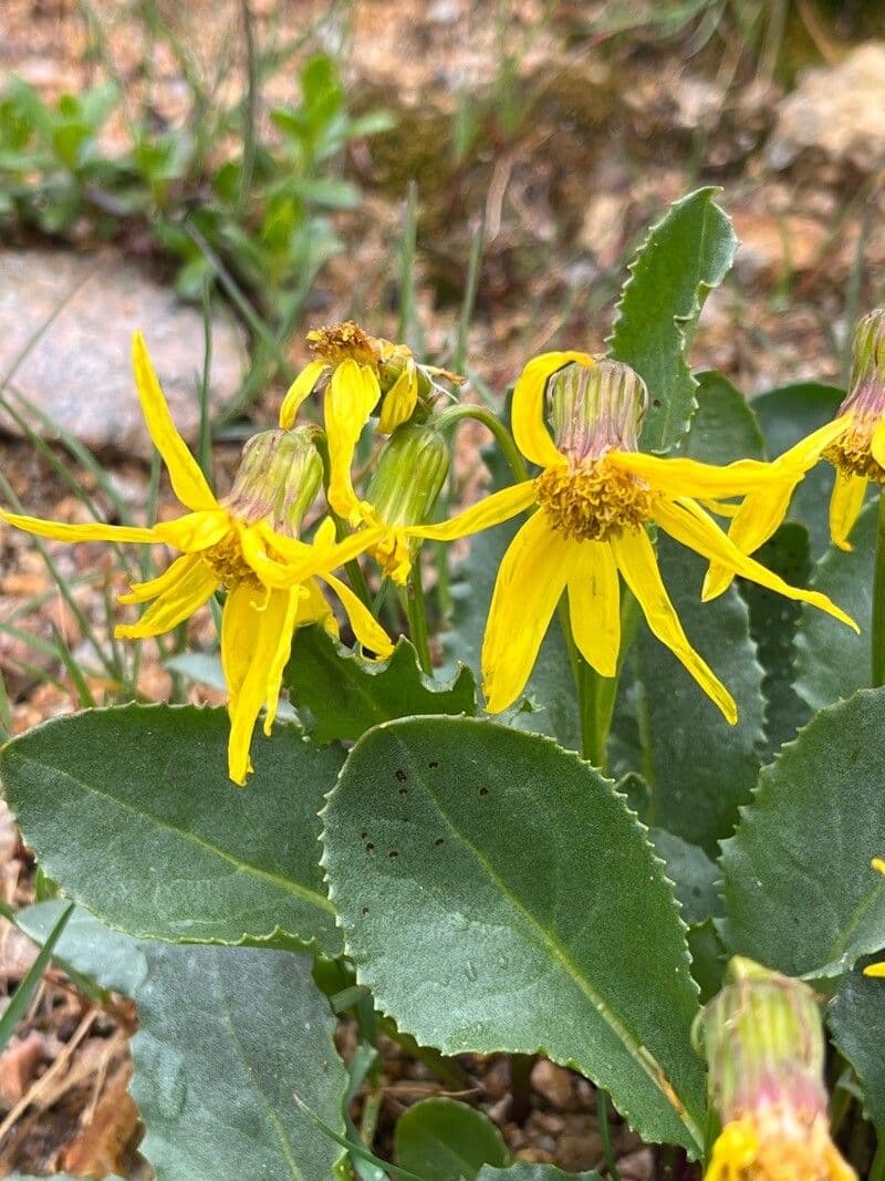 Senecio pyrenaicus