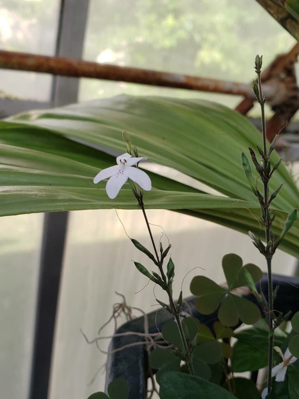 Pseuderanthemum variabile