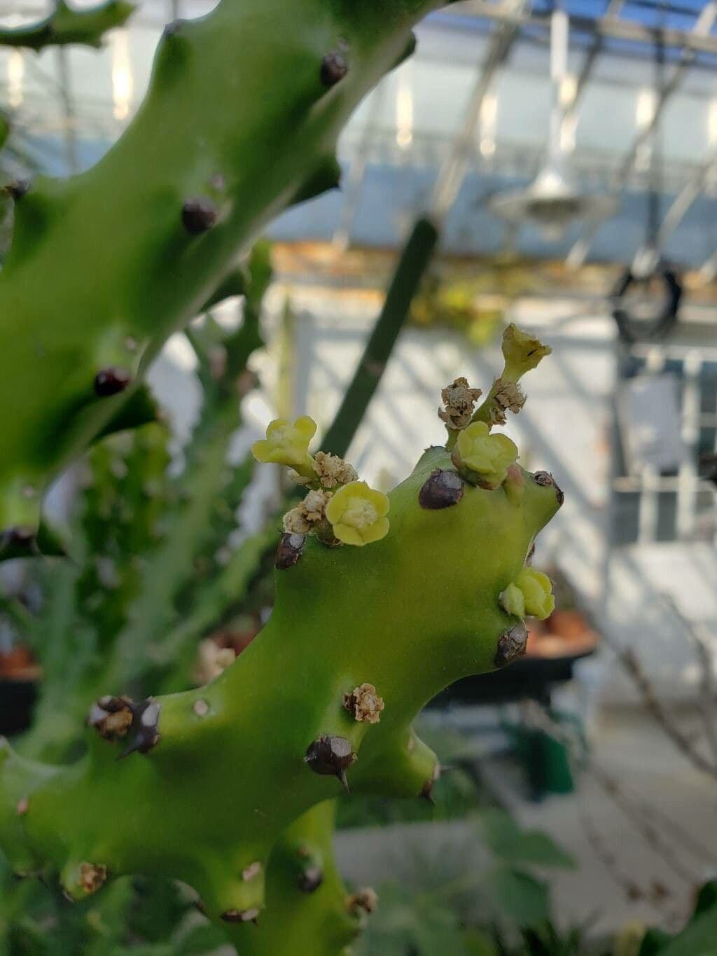 Euphorbia antiquorum