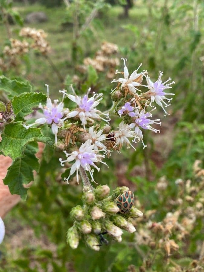 Hoffmannanthus abbotianus