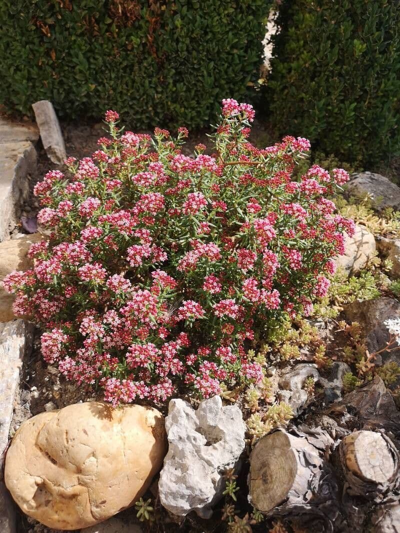 Crassula sarcocaulis