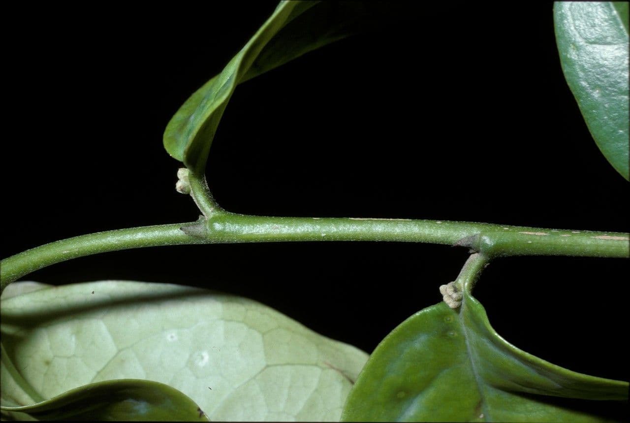 Tapura guianensis