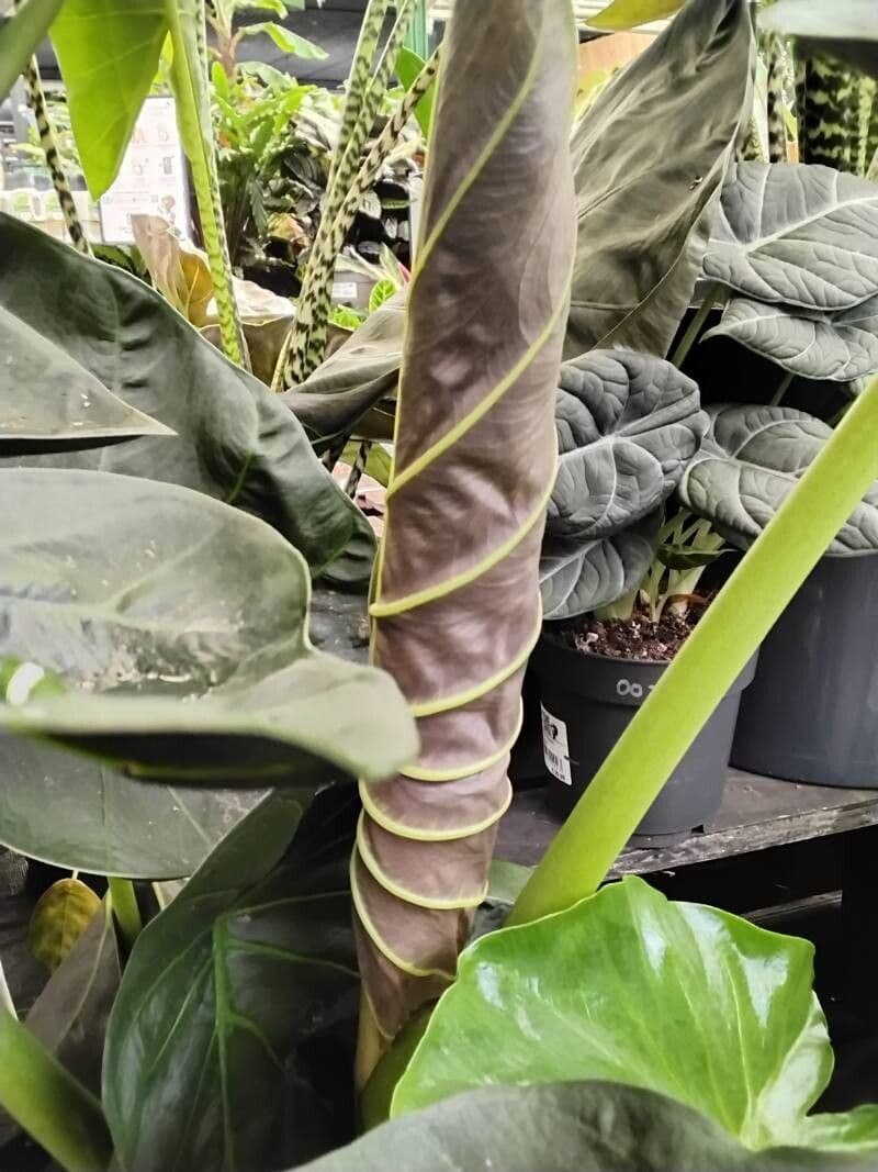 Alocasia wentii