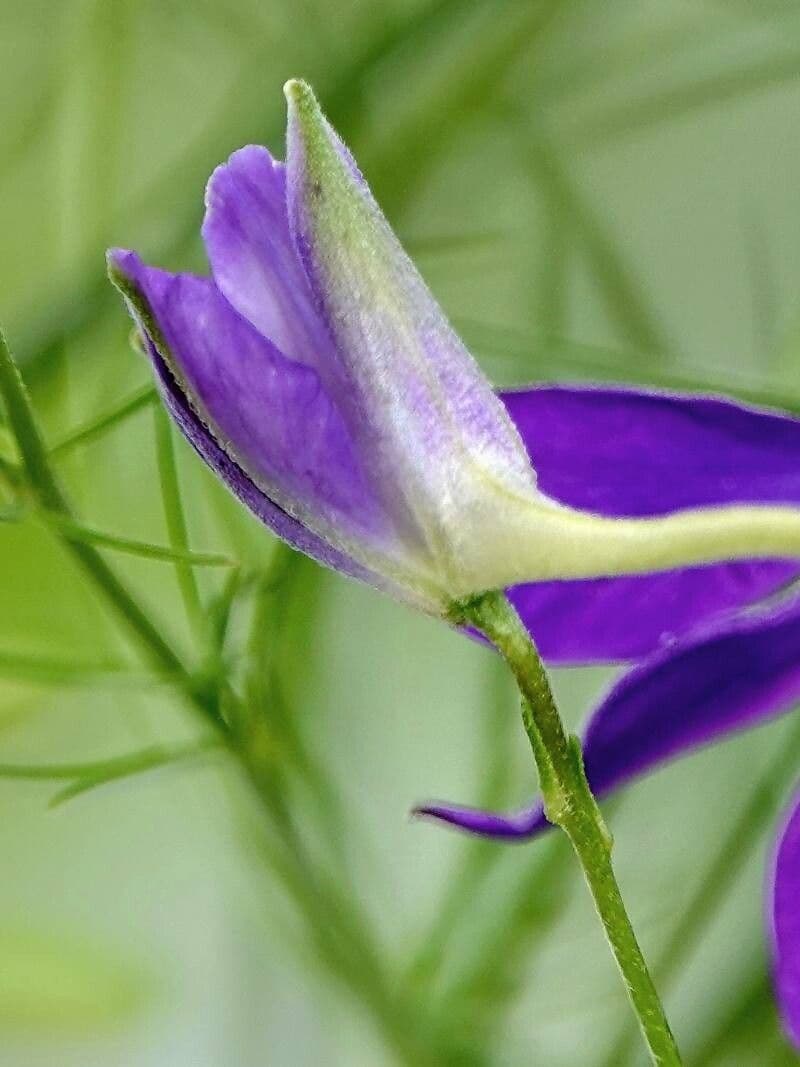 Delphinium consolida