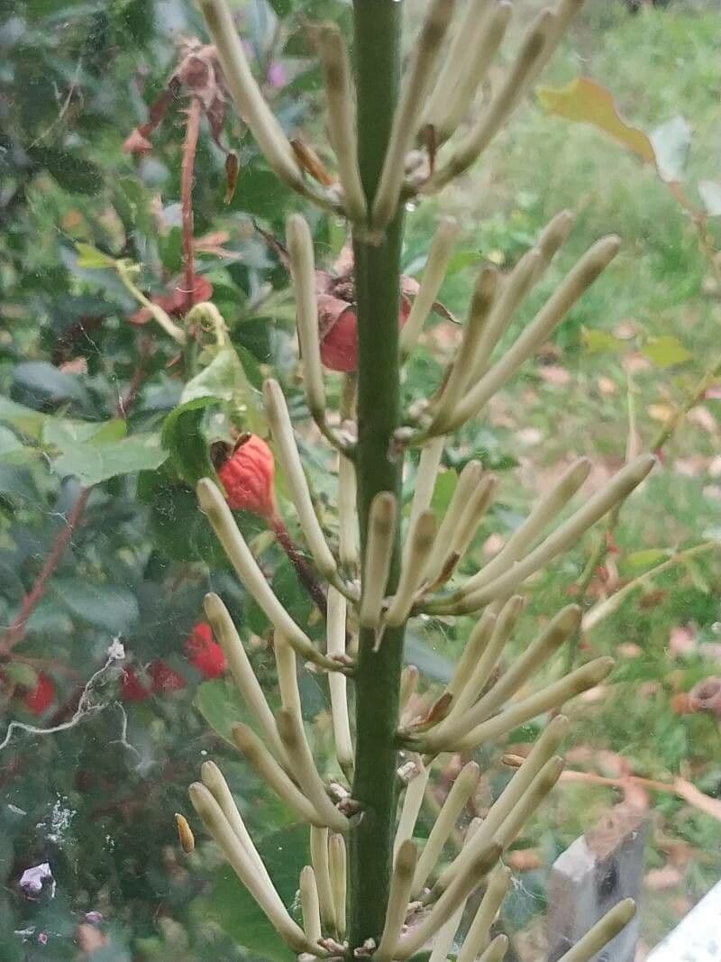 Dracaena angolensis