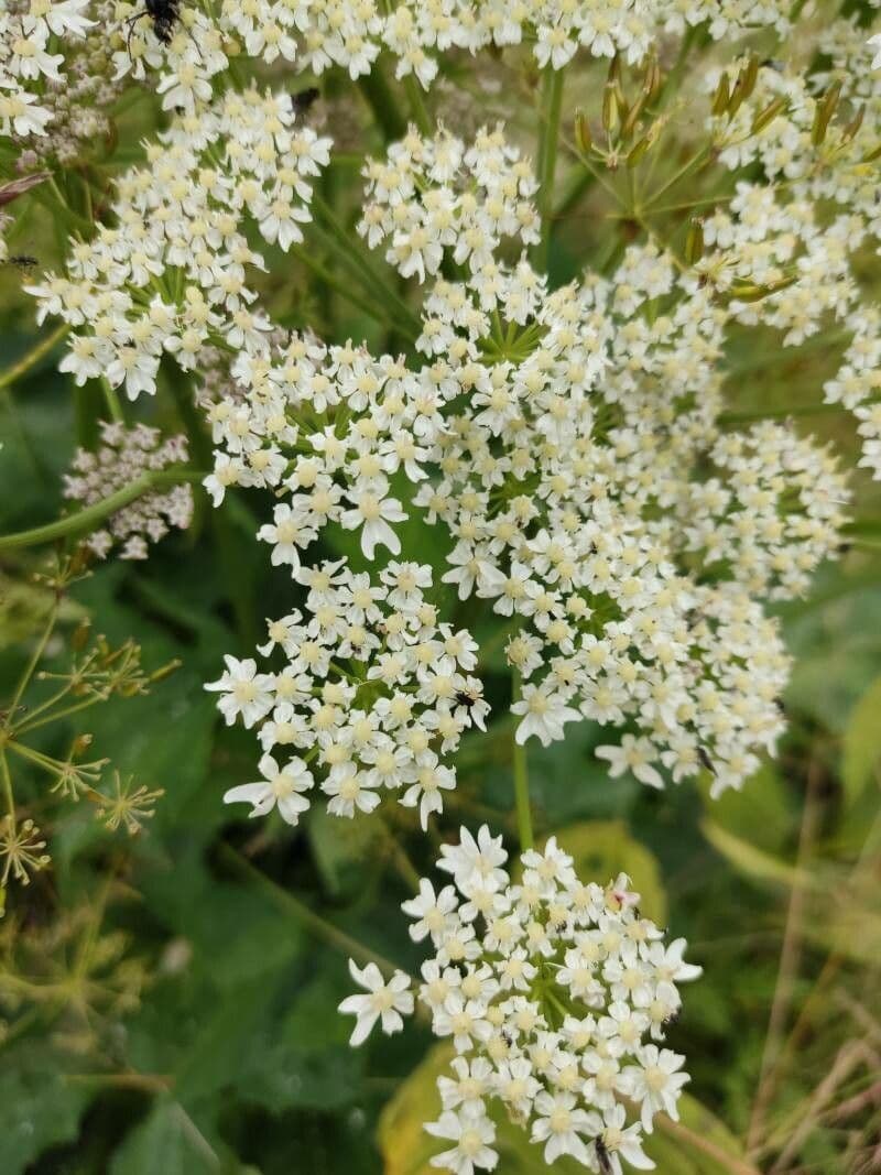 Heracleum maximum