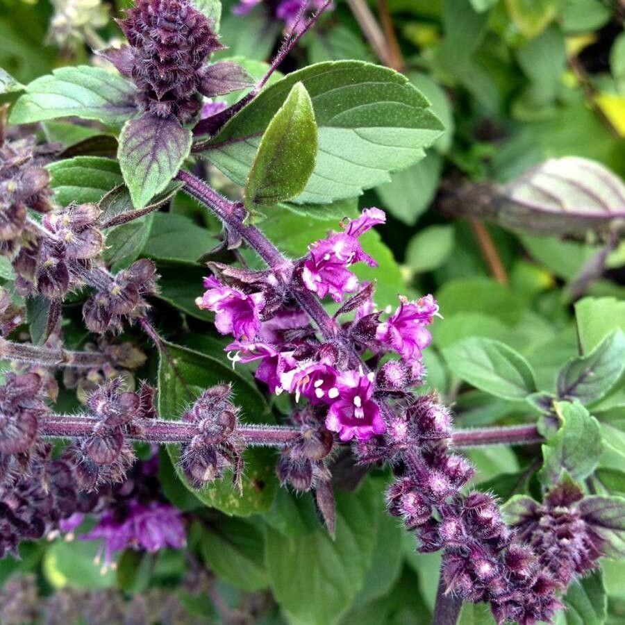 Ocimum basilicum