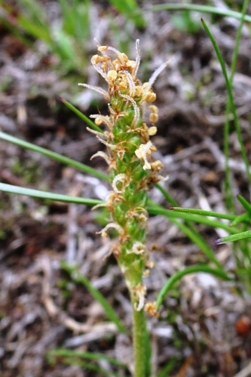 Plantago alpina