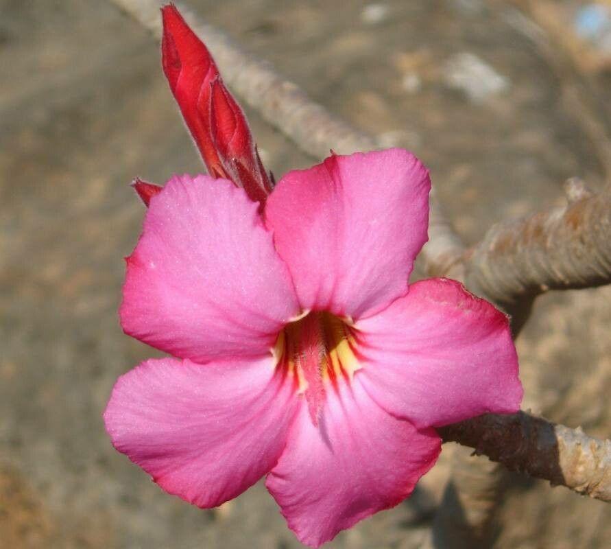 Adenium obesum