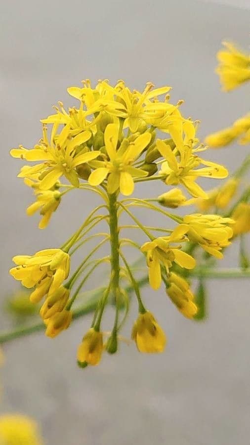 Isatis tinctoria