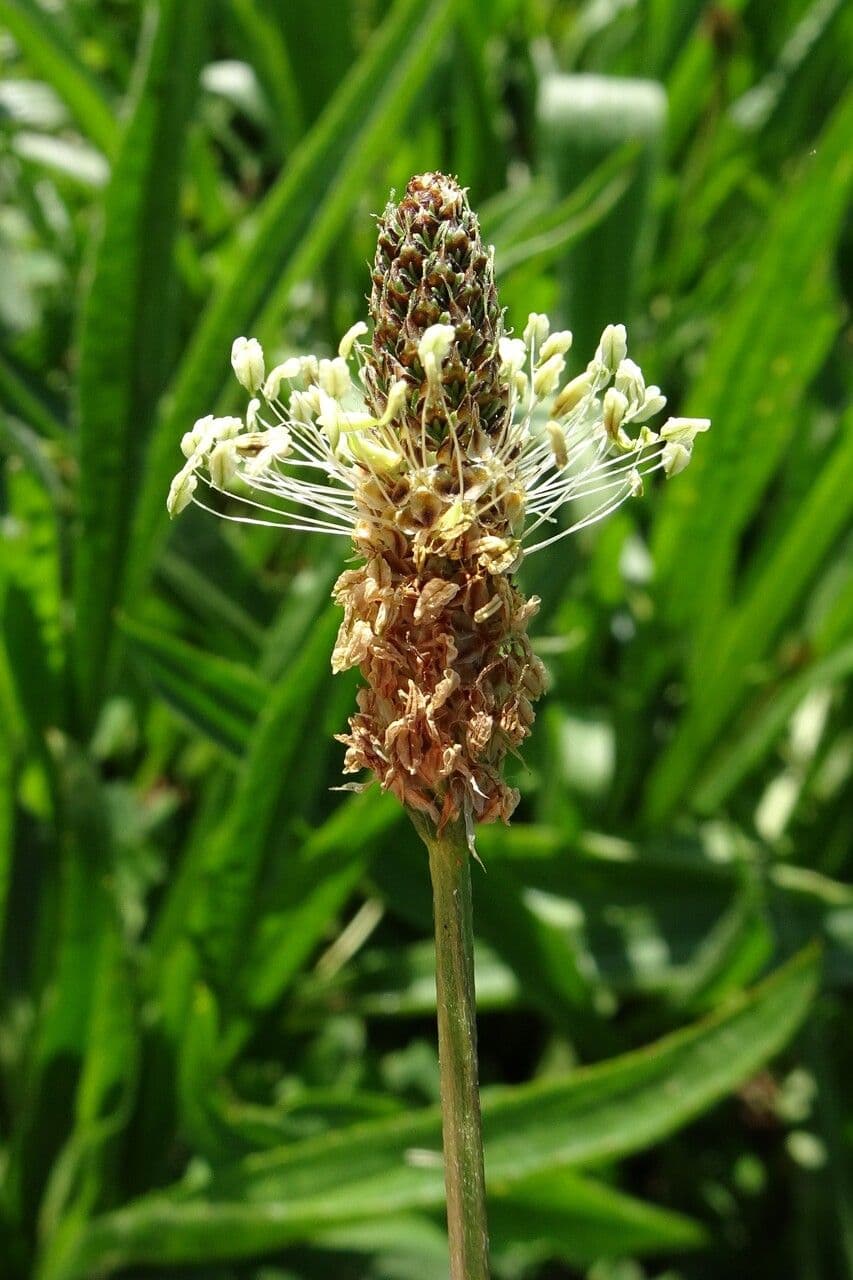 Plantago lanceolata