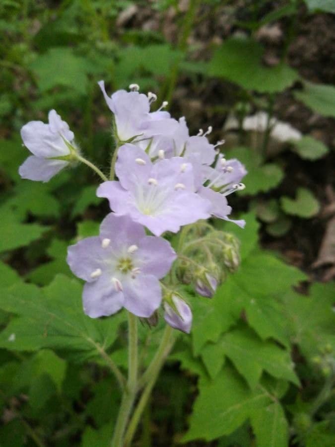 Hydrophyllum appendiculatum
