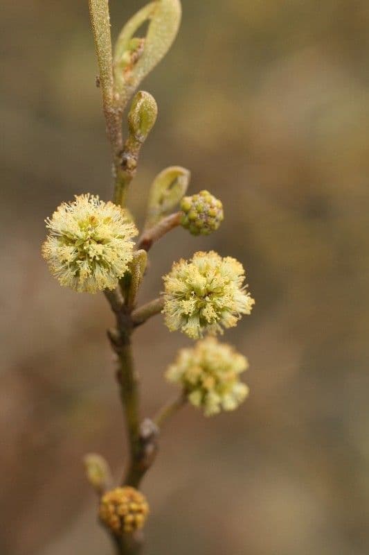 Acacia heterophylla